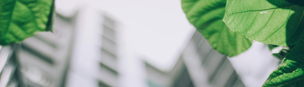 Feuilles se déployant sur une image d'immeubles 