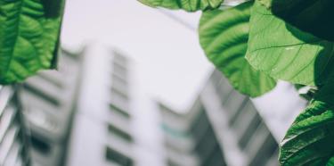 Feuilles se déployant sur une image d'immeubles 